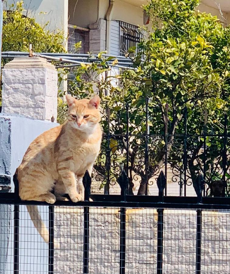 Secret Edem Villa Kolymbia Dış mekan fotoğraf